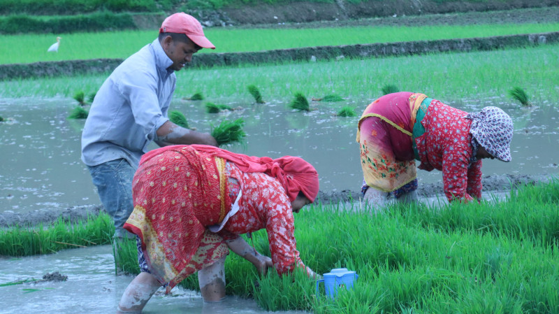 किसानलाई धान दिवसको खुसीभन्दा मलको गुनासो धेरै